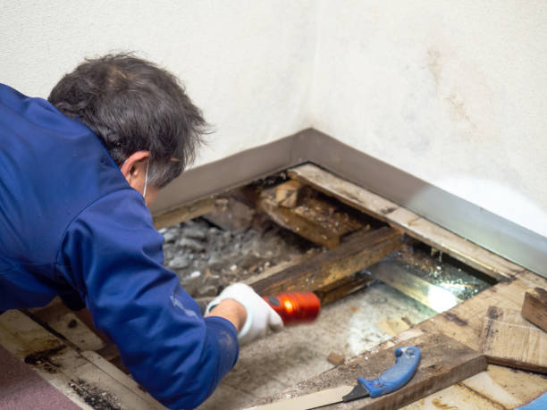 Best Emergency Mold Remediation in Tariffville, CT