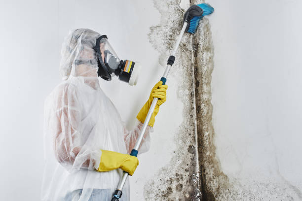 Best Basement Mold Remediation in Tariffville, CT