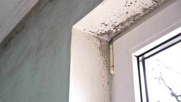 Best HVAC Mold Remediation in Tariffville, CT