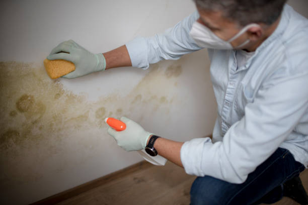 Best Post-Flood Mold Remediation in Tariffville, CT