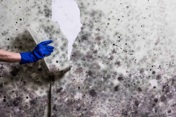 Best Attic Mold Remediation in Tariffville, CT