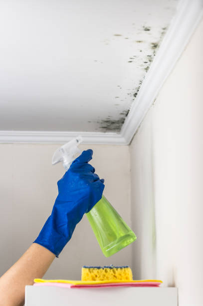 Best Preventive Mold Services in Tariffville, CT